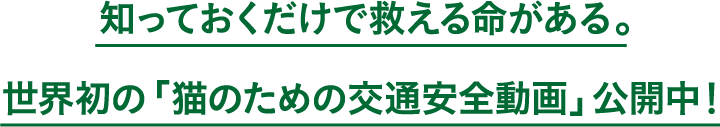 知っておくだけで救える命がある。世界初の「猫のための交通安全動画」公開中!