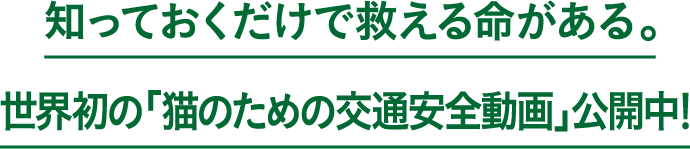 知っておくだけで救える命がある。世界初の「猫のための交通安全動画」公開中!