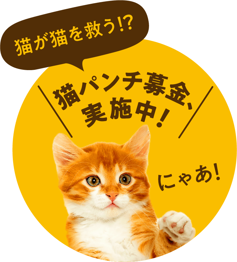 猫パンチ募金実施中！