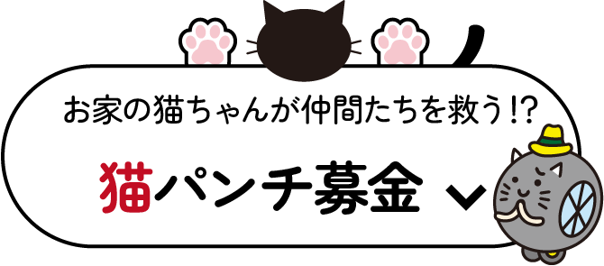 猫パンチ募金