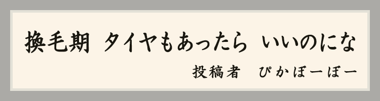 ハットにゃん賞