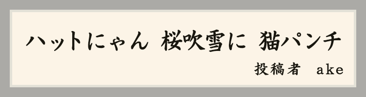 ハットにゃん賞