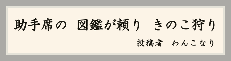 ハットにゃん賞