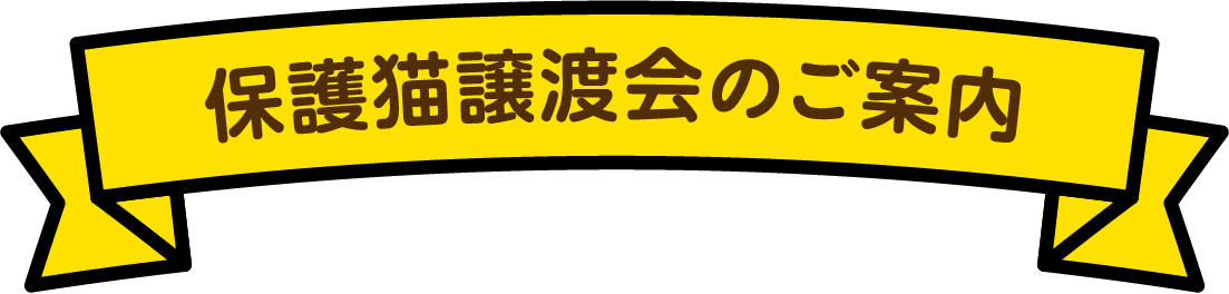 保護猫譲渡会のご案内