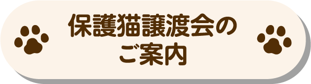保護猫譲渡会のご案内