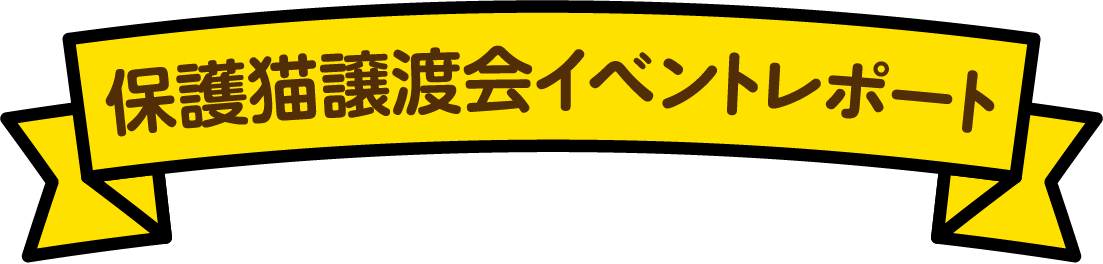 保護猫譲渡会イベントレポート
