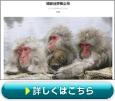 ZEKKEI japanunJ쉎v
